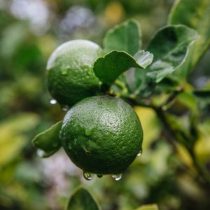 Citrus limon (Citrónovník) ´MEYERI´ - kont. C1L, výška 15-25 cm - MINI KMIENOK
