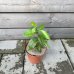 Citrus Volkamer (kríženec Citróno-pomaranč 2v1) ´VOLKAMERIANA´ - kont. C2L, výška 15-25 cm