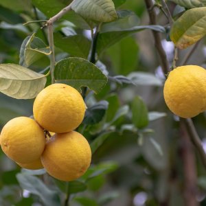Citrus junos (Citrónovník japonský) ´YUZU´, kont. C2L, výška: 30-60 cm