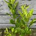 Citrus junos (Citrónovník japonský) ´YUZU´, kont. C2L, výška: 30-60 cm