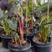 Colocasia esculenta (Kolokázia jedlá) ´ROYAL HAWAIIAN ® ALOHA´, kont. C7L, výška: 70-90 cm