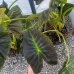 Colocasia esculenta (Kolokázia jedlá) ´ROYAL HAWAIIAN ® ALOHA´, kont. C7L, výška: 70-90 cm