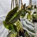 Colocasia esculenta (Kolokázia jedlá) ´ROYAL HAWAIIAN ® ALOHA´, kont. C7L, výška: 70-90 cm