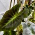 Colocasia esculenta (Kolokázia jedlá) ´ROYAL HAWAIIAN ® ALOHA´, kont. C7L, výška: 70-90 cm