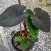 Colocasia esculenta (Kolokázia jedlá) ´MADEIRA´, kont. C7L, výška: 80-100 cm