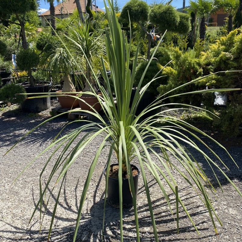 Cordyline Australis, Kordylína austrálska, kont. C18L, výška: 100-125 cm (-12°C)