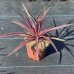 Cordyline australis, Kordylína austrálska ´PASO DOBLE´ kont. C2L, výška: 30-50 cm (-12°C) 