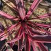 Cordyline australis, Kordylína austrálska ´PASO DOBLE´ kont. C2L, výška: 30-50 cm (-12°C) 
