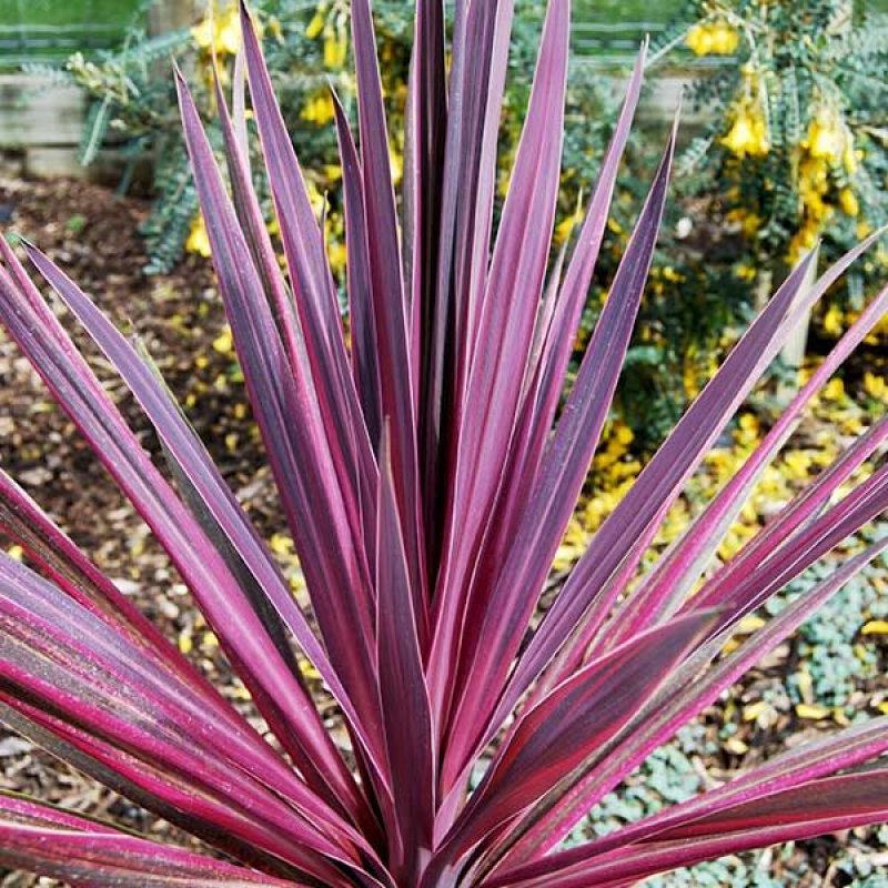 Cordyline australis, Kordylína austrálska ´PASO DOBLE´ kont. C2L, výška: 30-50 cm (-12°C) 