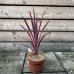 Cordyline australis, Kordylína austrálska ´PASO DOBLE´ kont. C2L, výška: 30-50 cm (-12°C) 