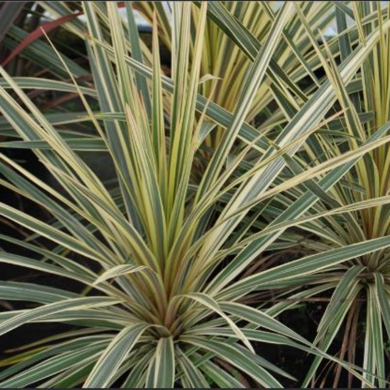 Cordyline, Kordylína ´TORBAY DAZZLER´ kont. C18L, výška: 70-90 cm (-12°C)