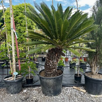 Cycas Revoluta (Cykas japonský) - kont. C110L, výška kmeňa: 80 cm, celková výška: 150-180 cm - EXEMPLÁR
