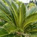 Cycas Revoluta (Cykas japonský) - kont. C110L, výška kmeňa: 80 cm, celková výška: 150-180 cm - EXEMPLÁR