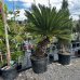 Cycas Revoluta (Cykas japonský) - kont. C110L, výška kmeňa: 80 cm, celková výška: 150-180 cm - EXEMPLÁR