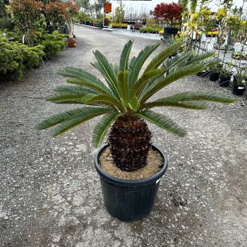 Cycas Revoluta (Cykas japonský,) kont. C30L, výška: 90-120 cm