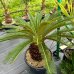 Cycas Revoluta (Cykas japonský,) kont. C30L, výška: 90-120 cm