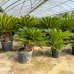 Cycas Revoluta (Cykas japonský)  - kont. C7L, výška 50-70 cm, ⌀  40-60 cm - DECO MISA