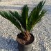 Cycas revoluta (Cykas japonský) - kont. C2L, výška 30-50 cm, ⌀ rastliny 20-30 cm Cycas revoluta (Cykas japonský) - kont. C2L, výška 30-50 cm, ⌀ rastliny 20-30 cm