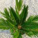 Cycas revoluta (Cykas japonský) - kont. C2L, výška 30-50 cm, ⌀ rastliny 20-30 cm Cycas revoluta (Cykas japonský) - kont. C2L, výška 30-50 cm, ⌀ rastliny 20-30 cm