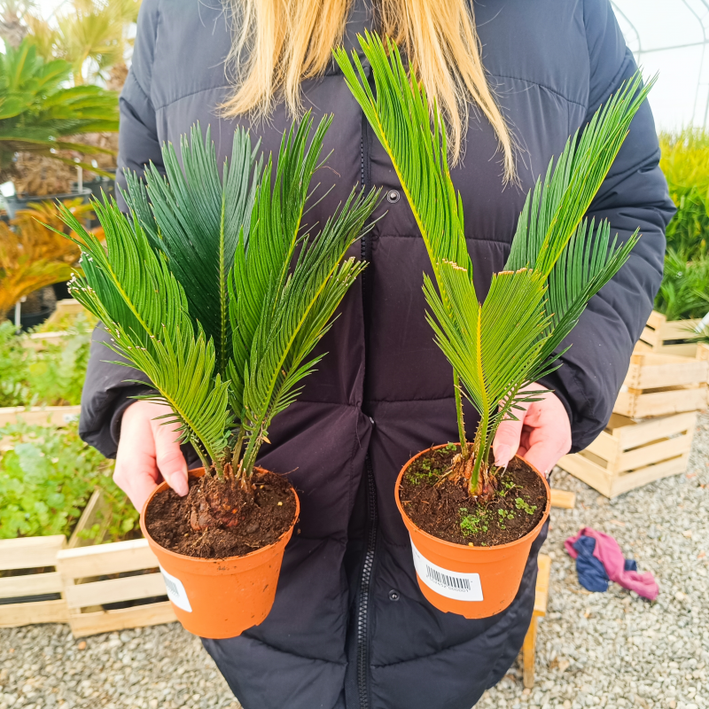 Cycas Revoluta (Cykas japonský) - kont. C1,5L, výška 30-40 cm