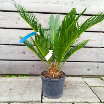 Cycas revoluta (Cykas japonský) -  kont. C3L, výška 40-60 cm, ⌀ rastliny 30-40 cm
