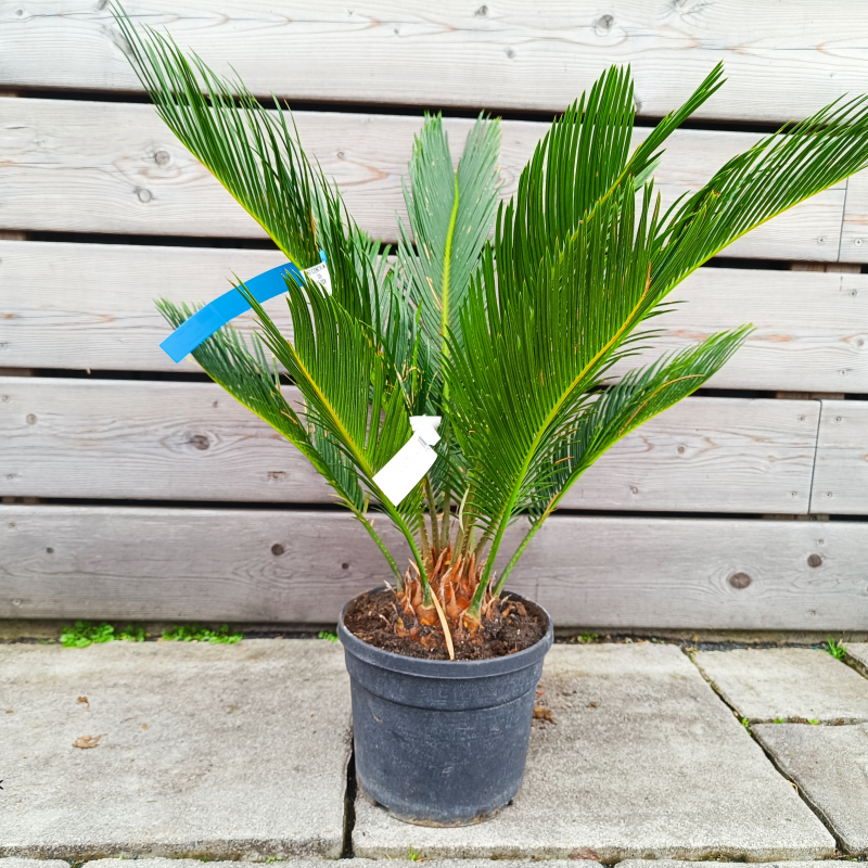 Cycas revoluta (Cykas japonský) -  kont. C3L, výška 40-60 cm, ⌀ rastliny 30-40 cm