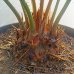 Cycas revoluta (Cykas japonský) - kont. C2L, výška 30-50 cm, ⌀ rastliny 20-30 cm Cycas revoluta (Cykas japonský) - kont. C2L, výška 30-50 cm, ⌀ rastliny 20-30 cm
