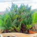 Cycas Revoluta (Cykas japonský) - kont. C1,5L, výška 30-40 cm