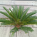 Cycas Revoluta (Cykas japonský)  - kont. C7L, výška 50-70 cm, ⌀  40-60 cm - DECO MISA