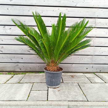 Cycas Revoluta (Cykas japonský)  - kont. C7L, výška 50-70 cm, ⌀  40-60 cm - DECO MISA