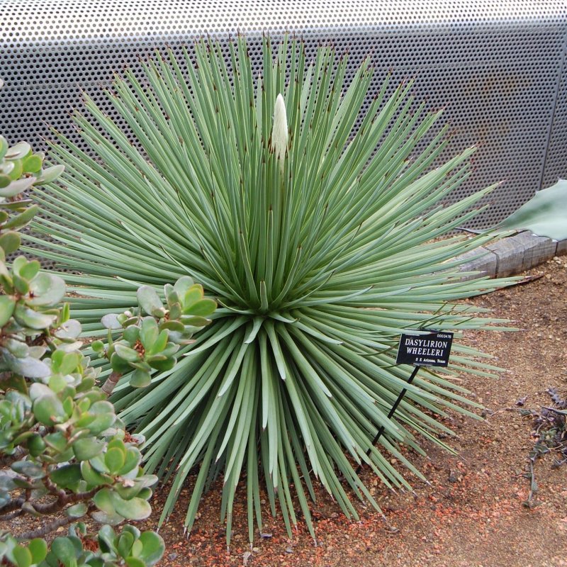Dasylirion Wheeleri, Trávovník, kont. C5L, výška: 30-40 cm (-12°C)