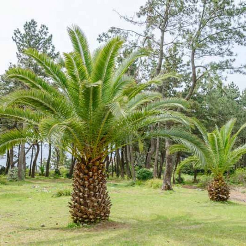 Phoenix Canariensis (Datľovník kanársky) - kont. C3L, výška 80-100 cm (-6°C)