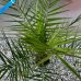 Phoenix Canariensis (Datľovník kanársky) - kont. C3L, výška 80-100 cm (-6°C)