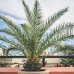 Phoenix canariensis (Datľovník kanársky) - kont. C1.5L, výška 30-50 cm (-6°C)