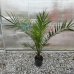 Phoenix Canariensis (Datľovník kanársky) - kont. C3L, výška 80-100 cm (-6°C)
