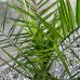 Phoenix Canariensis (Datľovník kanársky) - kont. C3L, výška 80-100 cm (-6°C)