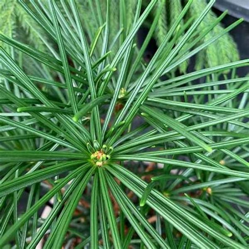 Sciadopitys Verticillata (Dáždnikovec praslenovitý) kont. C3L, výška: 25-35 cm (-29°C)