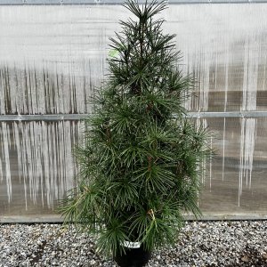 Dáždnikovec praslenovitý výška: 100-120 cm; kont. C10L (-29°C)