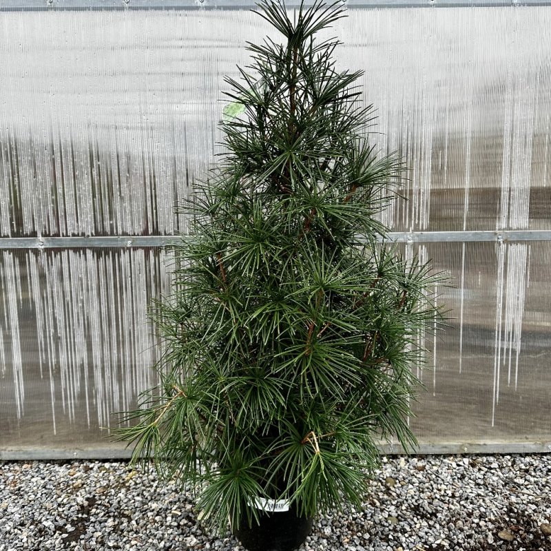 Dáždnikovec praslenovitý výška: 100-120 cm; kont. C10L (-29°C)