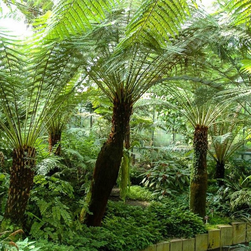  Dicksonia antarctica (Diksónia antarctica) výška 20-30 cm, Ø 40-60 cm, kont.C5L