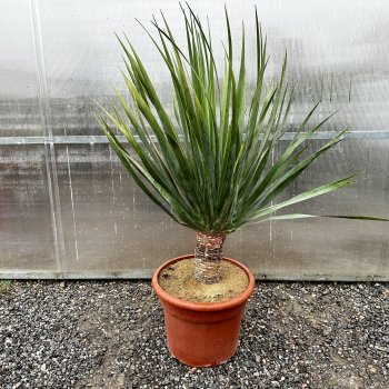 Dracaena, Dracéna ´DRACO´ - výška: 60-90 cm, výška kmeňa: 10-20cm, kont. C20L (-5°C)
