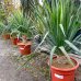 Dracaena, Dracéna ´DRACO´ - výška: 60-90 cm, výška kmeňa: 10-20cm, kont. C20L (-5°C)