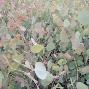 Eucalyptus polyanthemos (Eukalyptus) ´RED BOX´ - kont. C5L, výška 60-80 cm