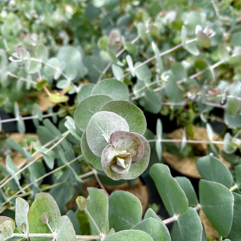 Eucalyptus cinerea (Eukalyptus)  ´SILVER DOLLAR´ - kont. C1,5L , výška: 20-40 cm (-13°C)