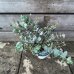 Eucalyptus cinerea (Eukalyptus)  ´SILVER DOLLAR´ - kont. C1,5L , výška: 20-40 cm (-13°C)
