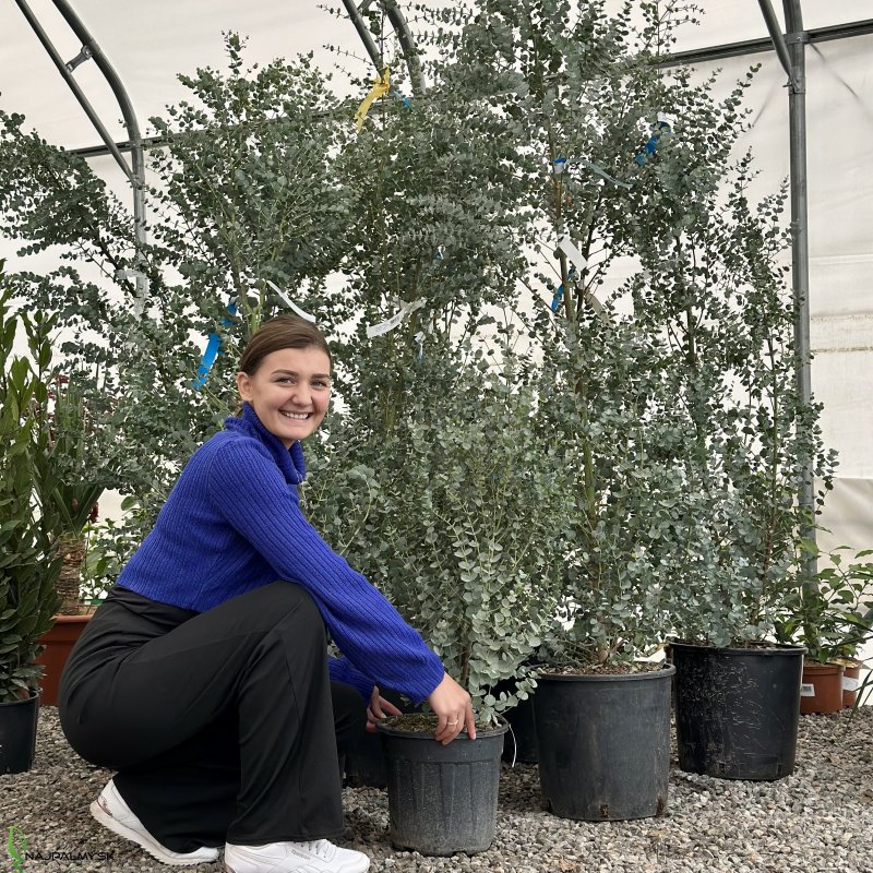 Eucalyptus gunnii (Eukalyptus gunnii ) - kont. C18L, výška: 150-200 cm