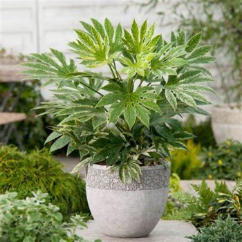 Fatsia Japonica (Arália japonská) ´SPIDER´S WEB´, kont. C1.3L, výška: 50-70 cm (-7°C)