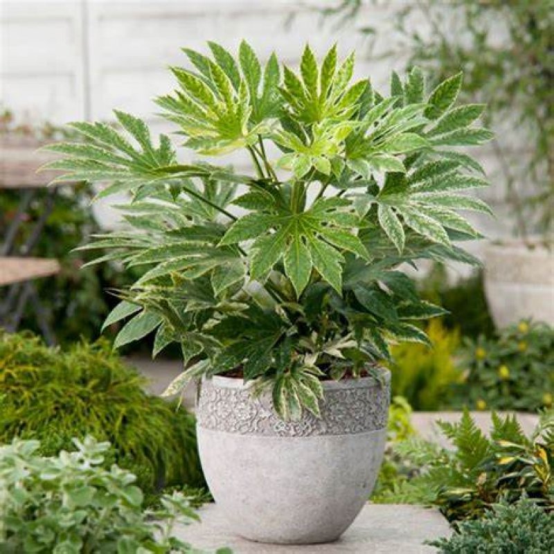 Fatsia Japonica (Arália japonská) ´SPIDER´S WEB´, kont. C1.3L, výška: 50-70 cm (-7°C)