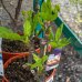 Ficus Carica, Figovník jedlý, kont. C2L, výška: 20-50 cm (-20°C) - BONSAJ