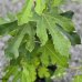 Ficus Carica (Figovník jedlý) ´LITTLE MISS FIGGY´- kont. C1.5L, výška: 40-60 cm (-17°C)